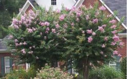 Muskogee Lavender Crape Myrtle - 6 Pack Of 1 Gallon Pots -FruitTree Store Picture Crape Myrtle Muskogee Lavender 2 2