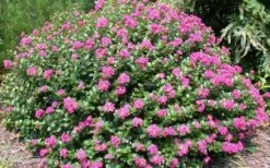 Pocomoke Dwarf Crape Myrtle - 1 Gallon Pot 11 Pocomoke Dwarf Crape Myrtle - 1 Gallon Pot -FruitTree Store Picture Crape Myrtle Pocomoke 2