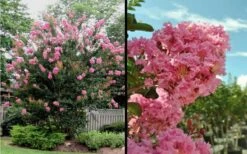 Sioux Pink Crape Myrtle - 6 Pack Of 1 Gallon Pots -FruitTree Store Picture Crape Myrtle Sioux Blooms 2