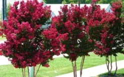 Tonto Red Crape Myrtle - 5 Gallon Pot -FruitTree Store Picture Crape Myrtle Tonto 2