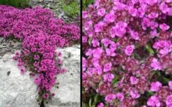 Red Creeping Thyme (Thymus Praecox 'Coccineus') - 8 Pack Of Quart Pots 13 Red Creeping Thyme (Thymus Praecox 'Coccineus') - 8 Pack Of Quart Pots -FruitTree Store Picture Creeping Thyme Red 4 2