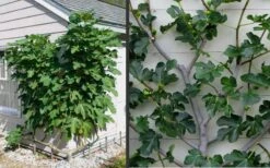 Brown Turkey Fig Tree - 1 Gallon Pot -FruitTree Store Picture Fig Brown Turkey Espalier 2