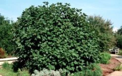 Brown Turkey Fig Tree - 1 Gallon Pot -FruitTree Store Picture Fig Brown Turkey Shrub Large 2