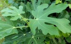 Brown Turkey Fig Tree - 1 Gallon Pot -FruitTree Store Picture Fig Brown Turkey Tree Leaves 2