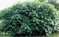 Celeste Fig Tree - 3 Gallon Pot 11 Celeste Fig Tree - 3 Gallon Pot -FruitTree Store Picture Fig Tree Celeste 2