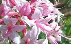 Varnadoes Phlox Pink Native Azalea - Rhododendron Canescens - 1 Gallon Pot -FruitTree Store Picture Native Azalea Varnadoes Pink Phlox Closeup