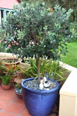 Pineapple Guava - Feijoa Sellowiana - 3 Gallon Pot -FruitTree Store Pineapple Guava In Pot 500x750 2