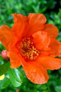 Russian Cold Hardy Pomegranate - 3 Gallon Pot 12 Russian Cold Hardy Pomegranate - 3 Gallon Pot -FruitTree Store Pomegranate Russian 26 11 1