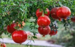Russian 26 Cold Hardy Pomegranate - 3 Gallon Pot 13 Russian 26 Cold Hardy Pomegranate - 3 Gallon Pot -FruitTree Store Pomegranate Russian 26 12