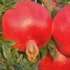 Russian 26 Cold Hardy Pomegranate - 3 Gallon Pot 1 Russian 26 Cold Hardy Pomegranate - 3 Gallon Pot -FruitTree Store Pomegranate Russian 26 Rev 500x750 1