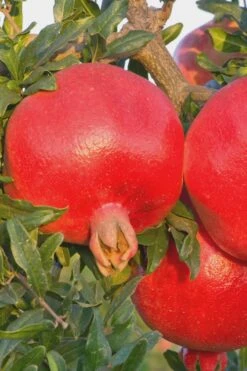 Salavatski Cold Hardy Russian Pomegranate - 1 Gallon Pot -FruitTree Store Pomegranate Russian 26 Rev 500x750 2