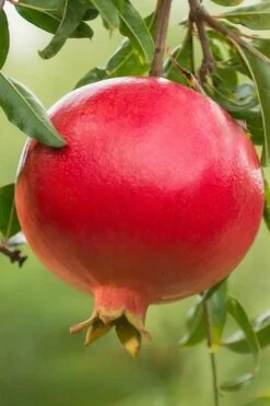 FruitTree Store 27 Salavatski Cold Hardy Russian Pomegranate - 1 Gallon Pot