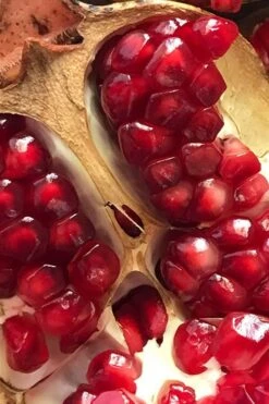 Salavatski Cold Hardy Russian Pomegranate - 1 Gallon Pot -FruitTree Store Pomegranate Salavatski 2 1