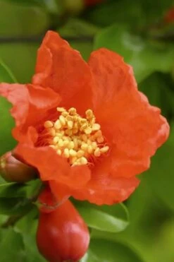 Salavatski Cold Hardy Russian Pomegranate - 1 Gallon Pot -FruitTree Store Pomegranate Salavatski 3 1