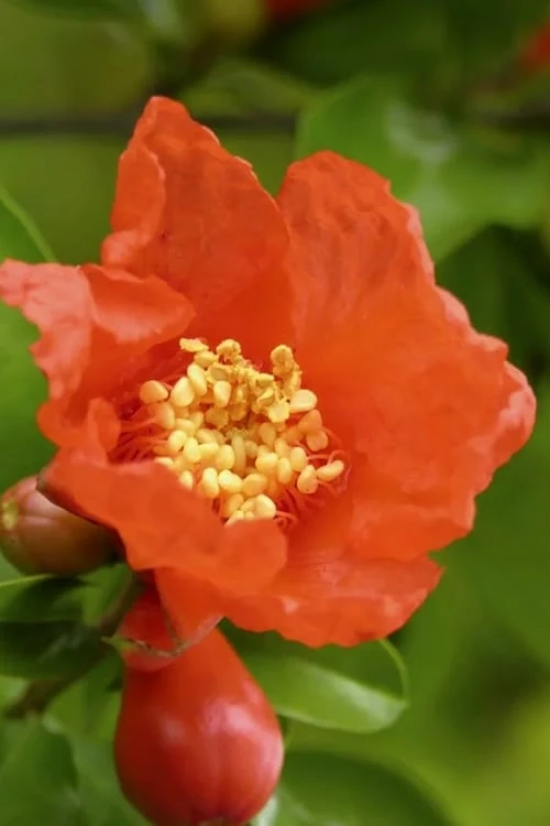 Austin Pomegranate - 3 Gallon Pot 6 Austin Pomegranate - 3 Gallon Pot - Image 4