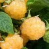 Fall Gold Raspberry - 1 Gallon Pot -FruitTree Store Raspberry Fall Gold 1