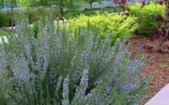 Arp Rosemary - 5 Pack Of Quart Pots 11 Arp Rosemary - 5 Pack Of Quart Pots -FruitTree Store Rosemary Arp Blooming 1