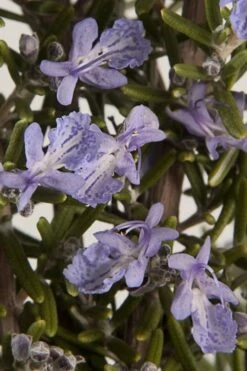 Barbeque Rosemary Plant - 1 Gallon Pot 12 Barbeque Rosemary Plant - 1 Gallon Pot -FruitTree Store Rosemary Barbeque 13