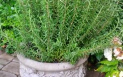 Barbeque Rosemary Plant - 1 Gallon Pot 13 Barbeque Rosemary Plant - 1 Gallon Pot -FruitTree Store Rosemary Barbeque