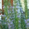 Barbeque Rosemary Plant - 1 Gallon Pot -FruitTree Store Rosemary Barbeque 500x750 1