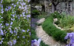 Chef's Choice Rosemary - 1 Gallon Pot 11 Chef's Choice Rosemary - 1 Gallon Pot -FruitTree Store Rosemary Chefs Choice 2