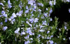 Chef's Choice Rosemary - 1 Gallon Pot 10 Chef's Choice Rosemary - 1 Gallon Pot -FruitTree Store Rosemary Chefs Choice Flowers
