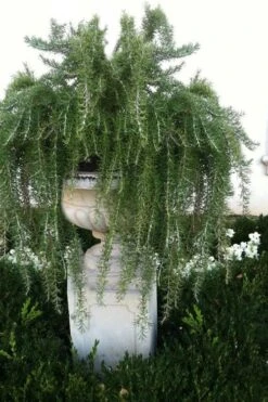 Foxtail Rosemary Plant - 3 Pack Of Quart Pots -FruitTree Store Rosemary Foxtail 2