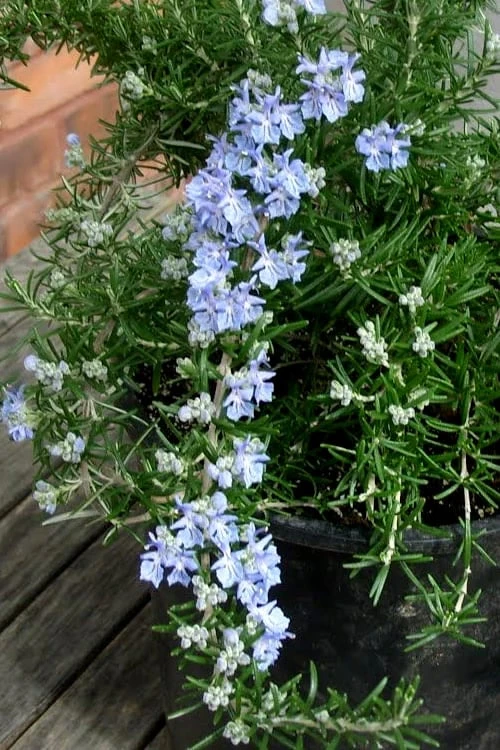 Foxtail Rosemary Plant - 1 Gallon Pot 7 Foxtail Rosemary Plant - 1 Gallon Pot - Image 5