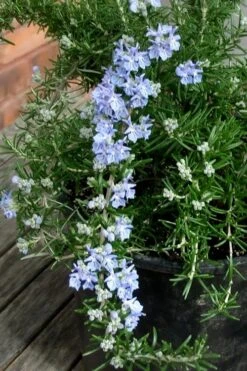 Foxtail Rosemary Plant - 3 Pack Of Quart Pots -FruitTree Store Rosemary Foxtail 3