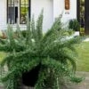 Foxtail Rosemary Plant - 1 Gallon Pot -FruitTree Store Rosemary Foxtail 5 1