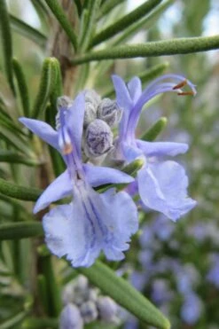 Prostrate Creeping Rosemary - 1 Gallon Pot -FruitTree Store Rosemary Prostrate 17