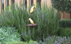 Tuscan Blue Rosemary - 5 Pack Of Quart Pots -FruitTree Store Rosemary Tuscan Blue 2 1