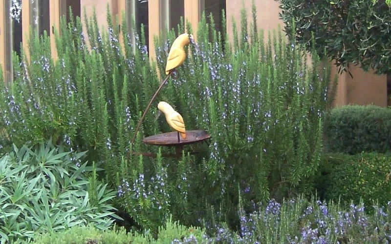 Tuscan Blue Rosemary - 1 Gallon Pot 6 Tuscan Blue Rosemary - 1 Gallon Pot - Image 4