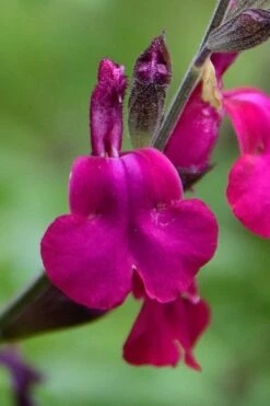 FruitTree Store 38 Heatwave Brilliance Salvia (Sage) - 1 Gallon Pot