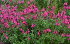 Heatwave Brilliance Salvia (Sage) - 1 Gallon Pot -FruitTree Store Salvia Heatwave Brilliance Landscape