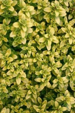 Archers Gold Lemon Thyme - Thymus Citriodorus - 10 Pack Of Pint Pots -FruitTree Store Thyme Archers Gold Rev 500x750 2