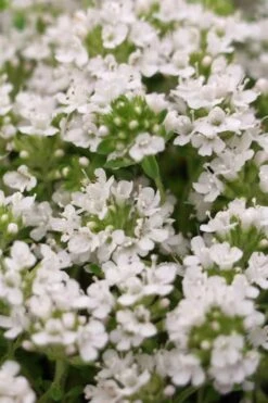 White Creeping Thyme (Thymus Praecox 'Albiflorus') - 5 Pack Of Quart Pots 10 White Creeping Thyme (Thymus Praecox 'Albiflorus') - 5 Pack Of Quart Pots -FruitTree Store Thyme Creeping White 3