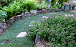 Elfin Creeping Thyme (Thymus Serpyllum 'Elfin') - 5 Pack Of Pint Pots 12 Elfin Creeping Thyme (Thymus Serpyllum 'Elfin') - 5 Pack Of Pint Pots -FruitTree Store Thyme Elfin 10