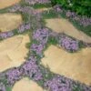 Elfin Creeping Thyme (Thymus Serpyllum 'Elfin') - 5 Pack Of Pint Pots 2 Elfin Creeping Thyme (Thymus Serpyllum 'Elfin') - 5 Pack Of Pint Pots -FruitTree Store Thyme Elfin 15