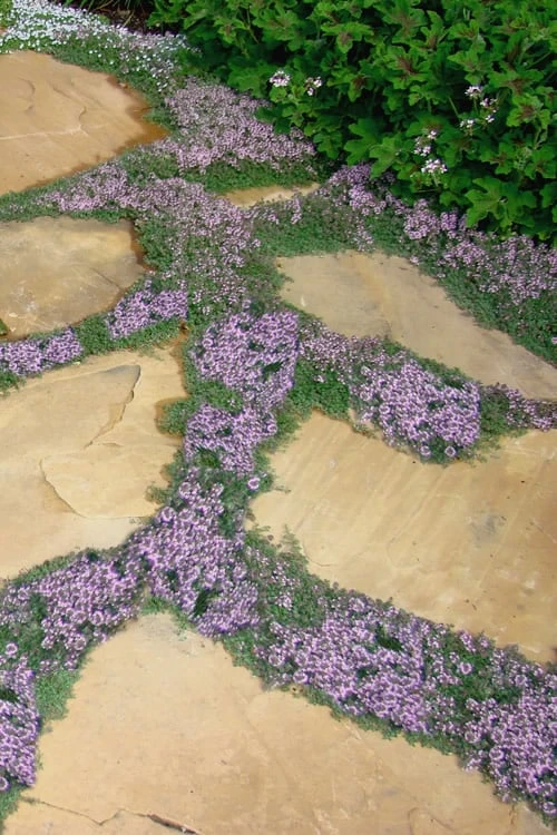 Elfin Creeping Thyme (Thymus Serpyllum 'Elfin') - 5 Pack Of Pint Pots 3 Elfin Creeping Thyme (Thymus Serpyllum 'Elfin') - 5 Pack Of Pint Pots