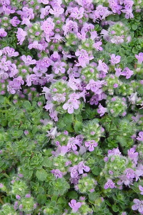 Elfin Creeping Thyme (Thymus Serpyllum 'Elfin') - 5 Pack Of Pint Pots 8 Elfin Creeping Thyme (Thymus Serpyllum 'Elfin') - 5 Pack Of Pint Pots - Image 6