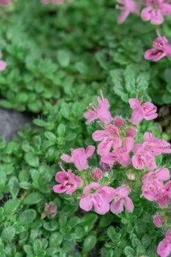 Pink Chintz Thyme - Thymus Serpyllum - 10 Pack Of Quart Pots 14 Pink Chintz Thyme - Thymus Serpyllum - 10 Pack Of Quart Pots -FruitTree Store Thyme Pink Chintz 5 4
