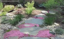 Creeping Mother Of Thyme (Thymus Serpyllum) - 5 Pack Of Quart Pots 13 Creeping Mother Of Thyme (Thymus Serpyllum) - 5 Pack Of Quart Pots -FruitTree Store Thyme Pink Chintz 8 1