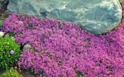 Red Creeping Thyme (Thymus Praecox 'Coccineus') - 6 Pack Of Pint Pots -FruitTree Store Thyme Red Creeping 10 3