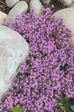 Creeping Mother Of Thyme (Thymus Serpyllum) - 5 Pack Of Quart Pots 15 Creeping Mother Of Thyme (Thymus Serpyllum) - 5 Pack Of Quart Pots -FruitTree Store Thyme Red Creeping 12 1