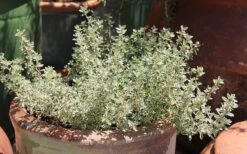 Silver Lemon Thyme - Thymus - 3 Pack Of Quart Pots -FruitTree Store Thyme Silver Lemon 5