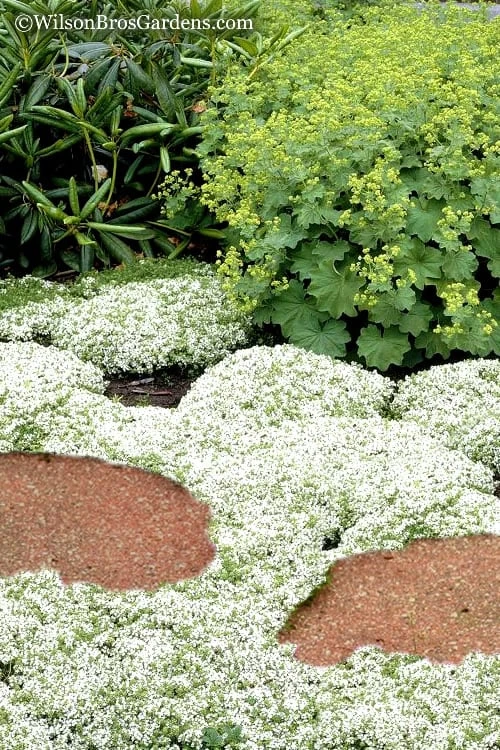 White Creeping Thyme (Thymus Praecox 'Albiflorus') - 5 Pack Of Quart Pots 3 White Creeping Thyme (Thymus Praecox 'Albiflorus') - 5 Pack Of Quart Pots