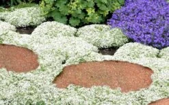 White Creeping Thyme (Thymus Praecox 'Albiflorus') - 5 Pack Of Quart Pots 11 White Creeping Thyme (Thymus Praecox 'Albiflorus') - 5 Pack Of Quart Pots -FruitTree Store Thyme White Creeping 5