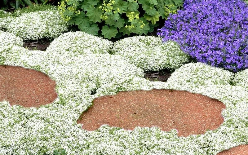 White Creeping Thyme (Thymus Praecox 'Albiflorus') - 5 Pack Of Quart Pots 7 White Creeping Thyme (Thymus Praecox 'Albiflorus') - 5 Pack Of Quart Pots - Image 5