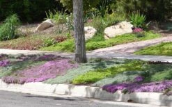 Woolly Creeping Thyme (Thymus Lanuginosis) - 10 Pack Of Pint Pots -FruitTree Store Thymus mixture 1 2